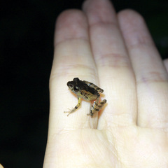 Pristimantis urichi