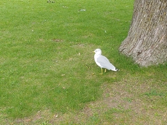Larus delawarensis