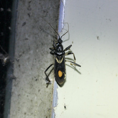 Rasahus hamatus