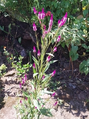 Celosia spicata