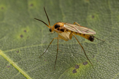 Mycetophilidae