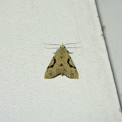 Herminodes concatenalis