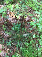 Xerophyllum asphodeloides