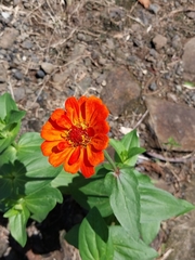 Zinnia peruviana