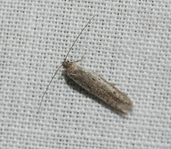 Pseudotheta syrtica