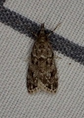 Eudonia heterosalis