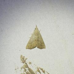 Hyamia unicolorata