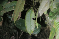 Pyrrosia eberhardtii