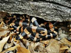 Laticauda saintgironsi