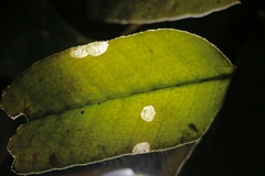 Pyrrosia eberhardtii