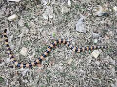 Laticauda saintgironsi