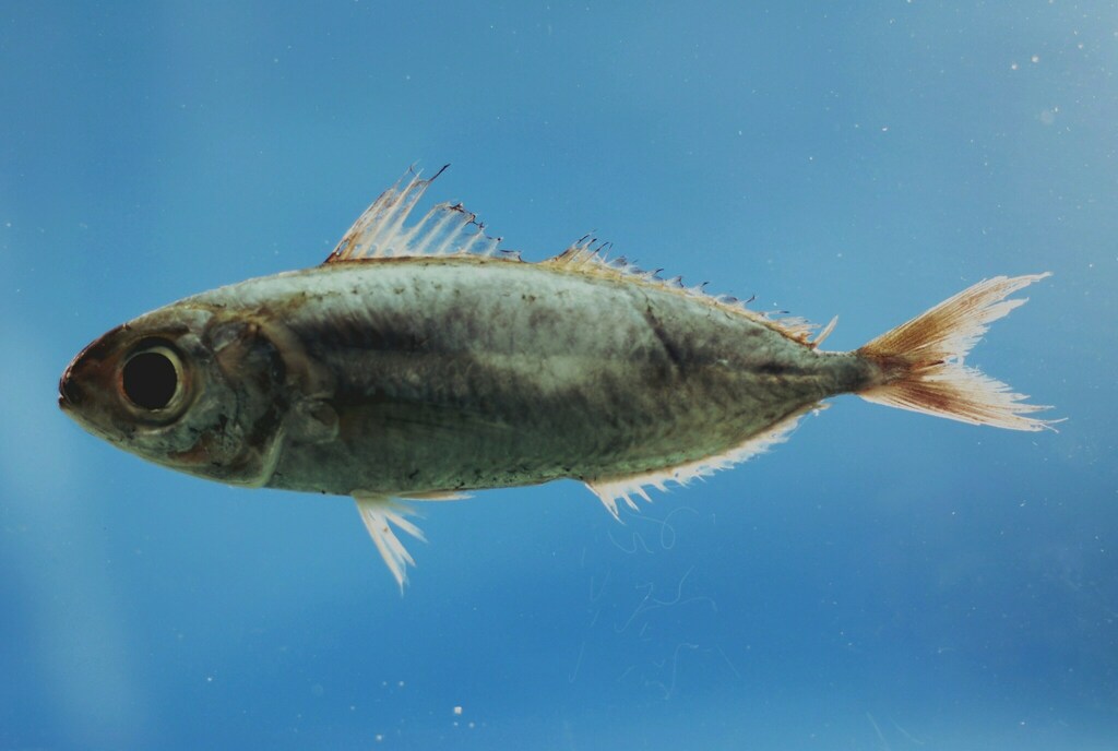 Silver-Rag Driftfish