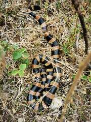 Laticauda saintgironsi