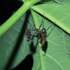 Acanthops parafalcata