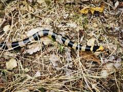 Laticauda saintgironsi