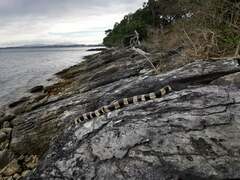 Laticauda saintgironsi