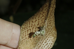 Pyrrosia eberhardtii