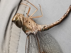 Triacanthagyna septima