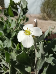 Nerisyrenia camporum