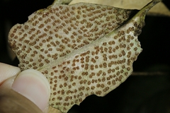 Pyrrosia eberhardtii