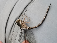 Triacanthagyna septima