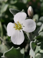 Nerisyrenia camporum