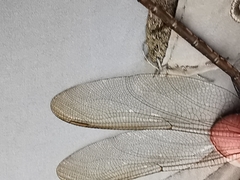 Triacanthagyna septima