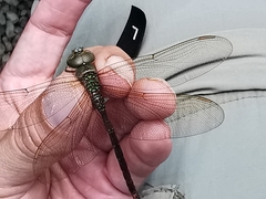 Triacanthagyna septima