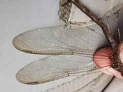 Triacanthagyna septima