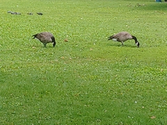 Branta canadensis
