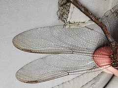 Triacanthagyna septima