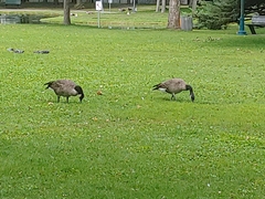 Branta canadensis