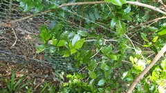 Polyosma cunninghamii