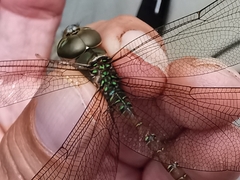 Triacanthagyna septima