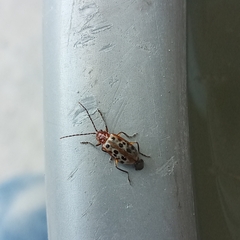 Isotes multipunctata