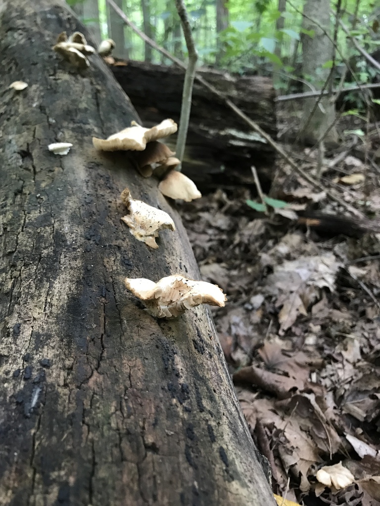 Oyster Mushroom from Eberwhite Woods Park, Ann Arbor, MI, US on