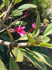 Plumeria