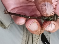 Triacanthagyna septima