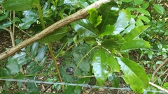 Polyosma cunninghamii