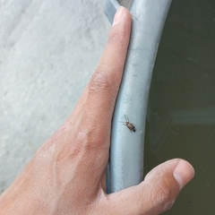 Isotes multipunctata