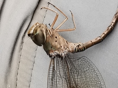 Triacanthagyna septima