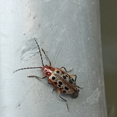 Isotes multipunctata