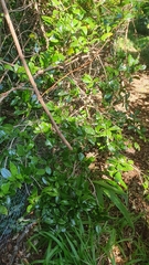 Polyosma cunninghamii