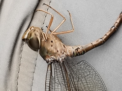 Triacanthagyna septima