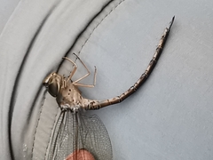 Triacanthagyna septima