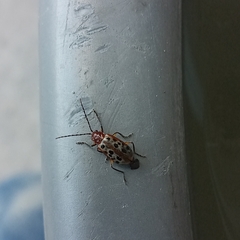 Isotes multipunctata