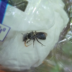 Ceratina perforatrix