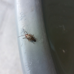 Isotes multipunctata