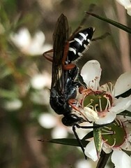 Diamma bicolor