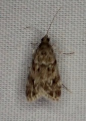 Eudonia heterosalis